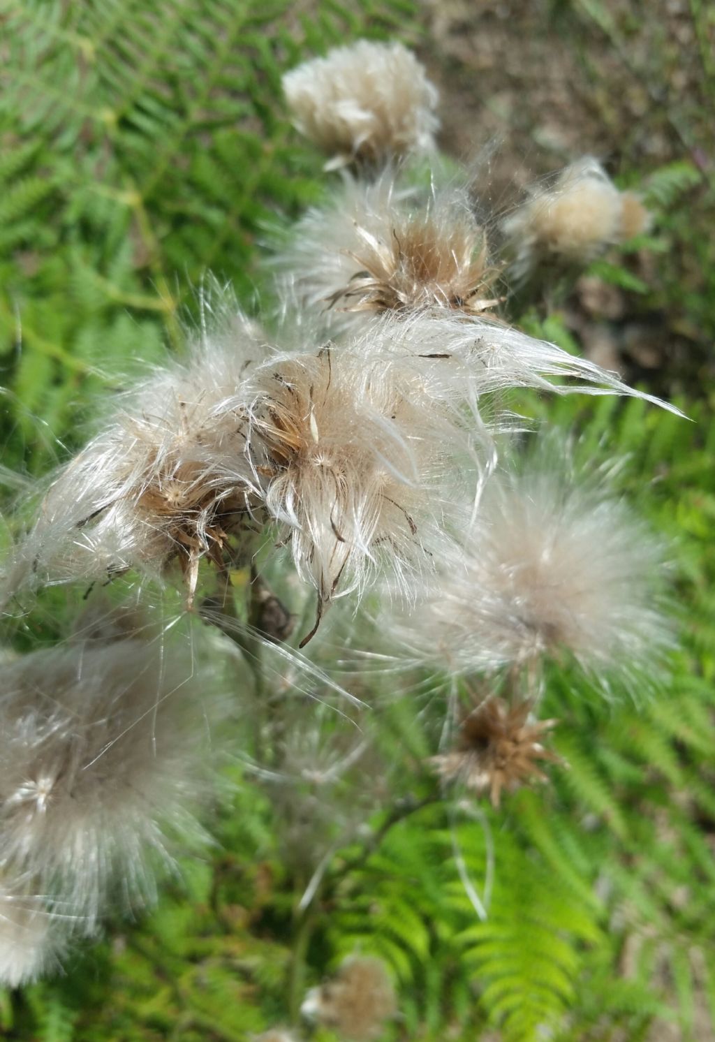 Infiorescenza di Cirsium vulgare?